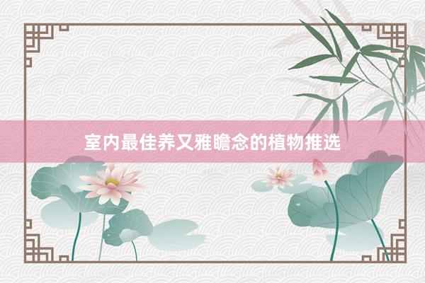 室内最佳养又雅瞻念的植物推选