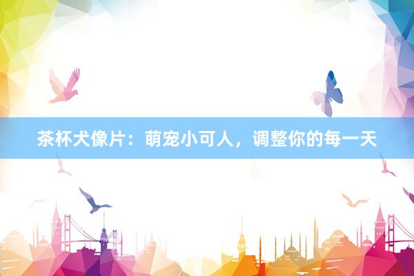茶杯犬像片：萌宠小可人，调整你的每一天